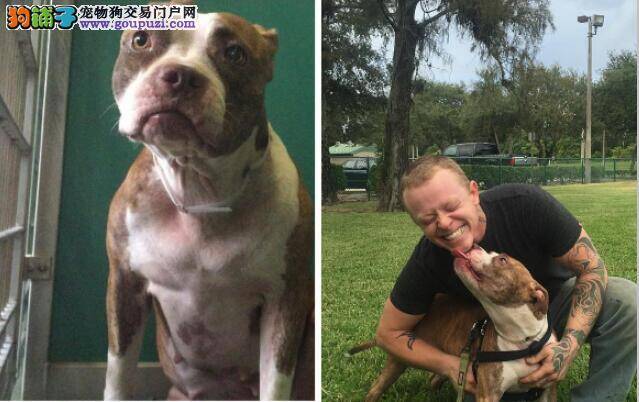 行驶4天去收容所 为了给比特犬幸福新家