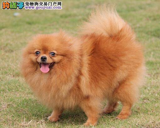 提高博美犬的食欲 可选择怎样的喂养方式