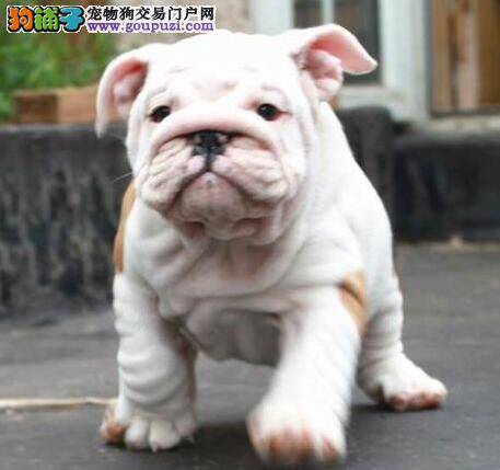 刚买回家的小斗牛犬吃完馒头和鱼汤拉肚子没事吧