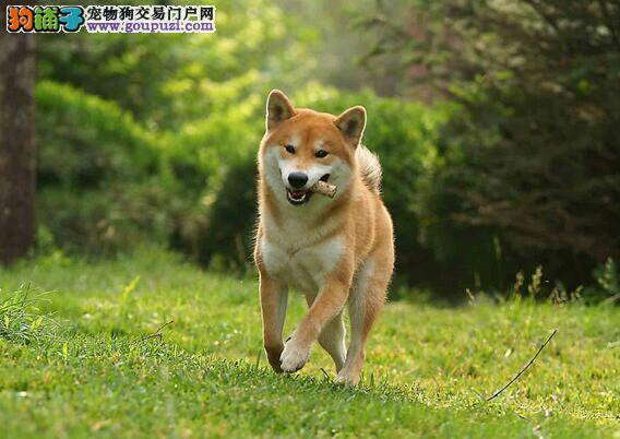 新手养狗：柴犬介绍及养柴犬7个理由