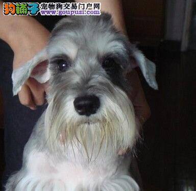 雪纳瑞最近老是干咳恶心什么毛病 怎么治疗