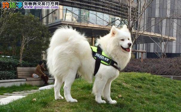 怎样保证萨摩耶犬的外出安全 安心带着萨摩出去玩