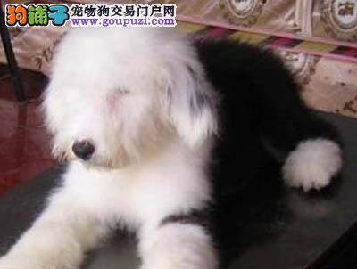 古代牧羊犬不吃狗粮，总吃骨头如何纠正