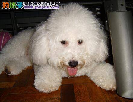 比熊犬掉毛原因多 查明缘由早预防