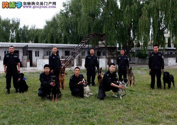 讲述战友情 纪念晋城警犬基地的那些无声的战友们