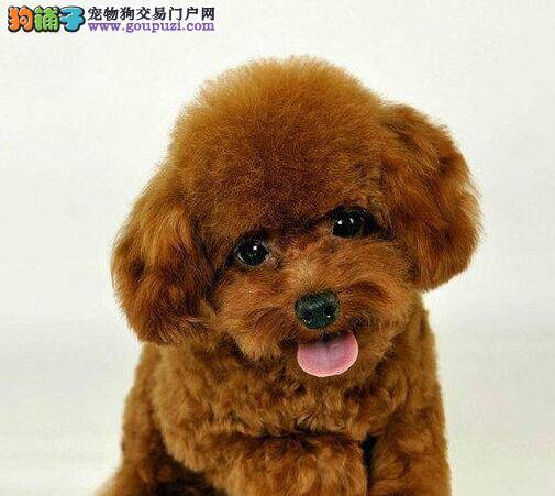 我家泰迪犬不喜欢狗链子怎么办