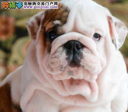 如何挑选一只优秀的斗牛犬 挑选需注意哪些部位