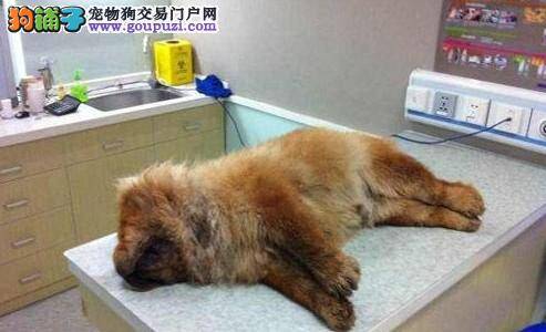 养了三年的松狮犬遭遇“洗澡死” 双方各有说法
