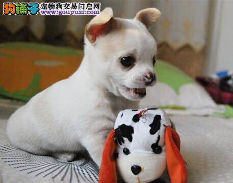 选狗指南 挑选纯种吉娃娃犬的要点