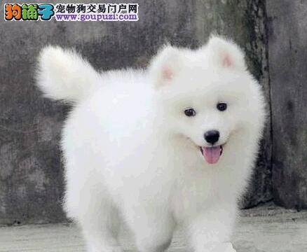 萨摩耶不吃饭应该怎么办 求解答