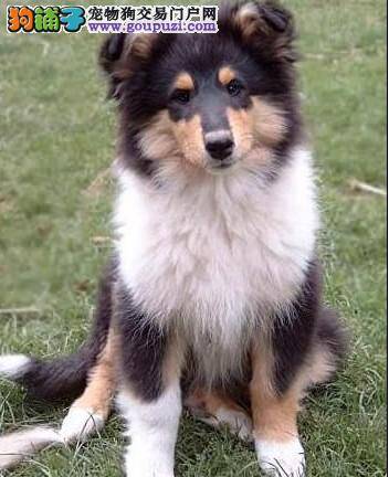 苏格兰牧羊犬老流口水鼻子干是怎么回事