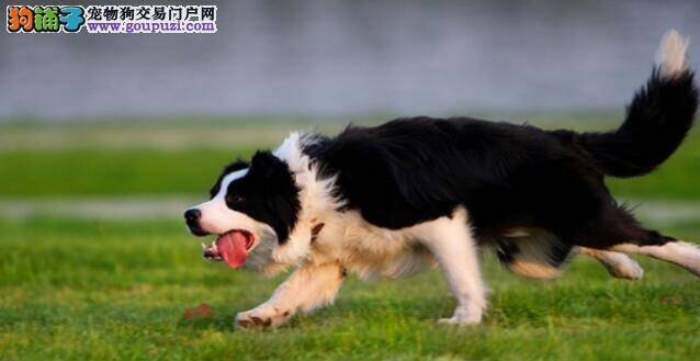 边境牧羊犬迷路跑到派出所找主人，智商让人惊讶