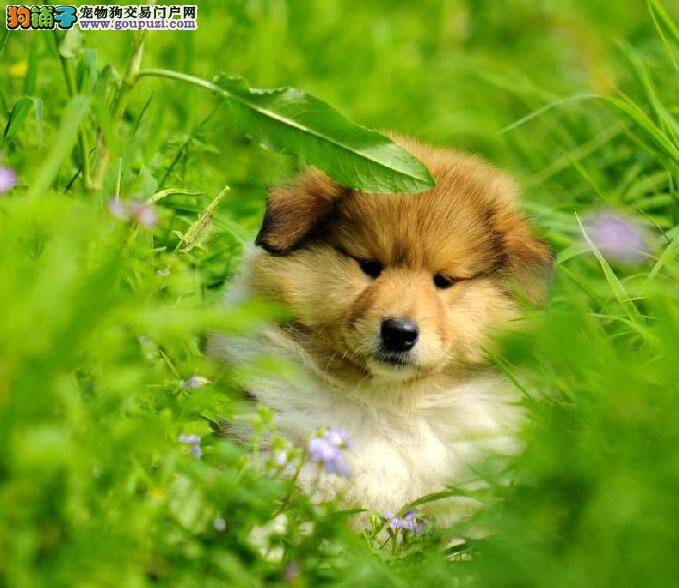 苏格兰牧羊犬最不应该吃人类的食物