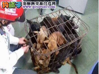 爱犬在杀狗场被救出 眼中满是欣喜和激动