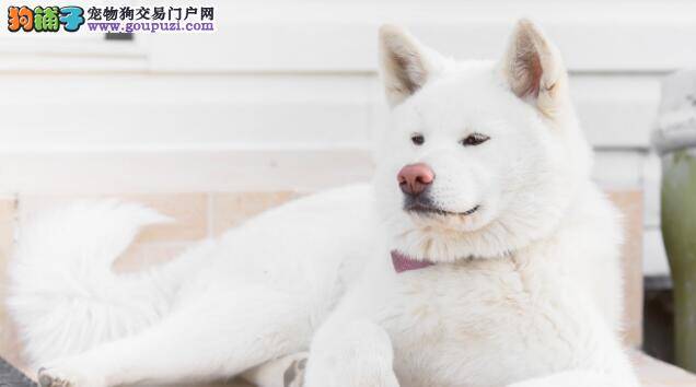 如果你听了这些依然愿意饲养秋田犬，那一定是真爱