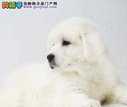 大白熊犬外出回来后流脓鼻涕怎么办