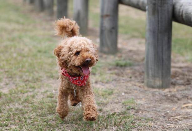 贵宾犬怎样才能更快的适应新环境呢