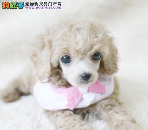 贵宾犬气喘的很严重是怎么了