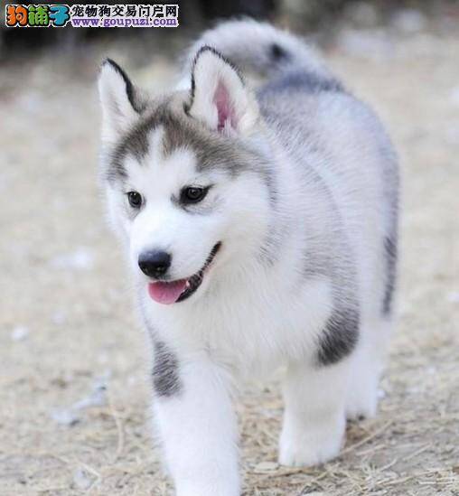 哈士奇拉果冻状物体怎么治疗