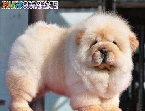 买松狮犬需要提前做好哪些工作