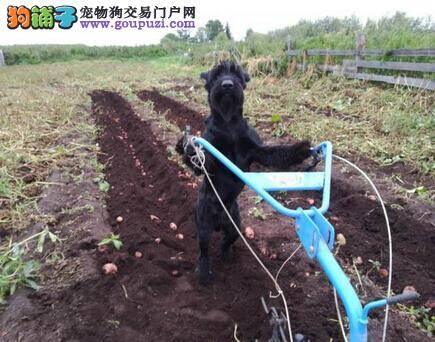 退伍老兵训练狗狗耕作使其成为料理生活的能手