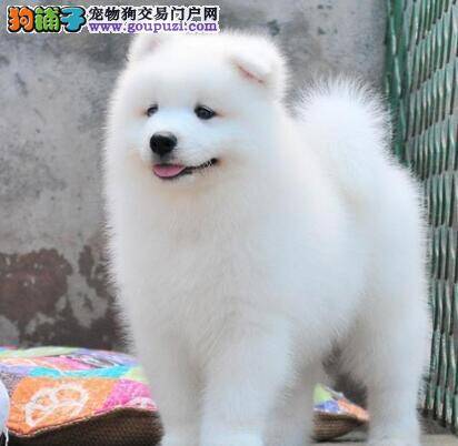 家里的萨摩耶有点轻烧吃点什么药物好