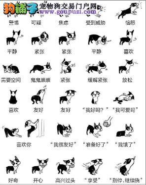 “狗语图”教你跟狗对话