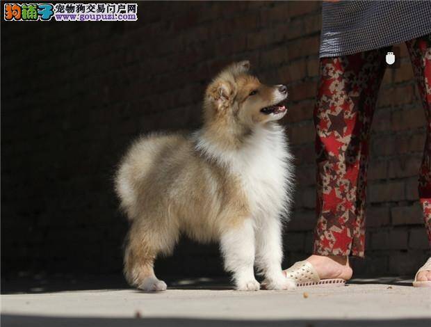 苏格兰牧羊犬的选购绝招有哪些