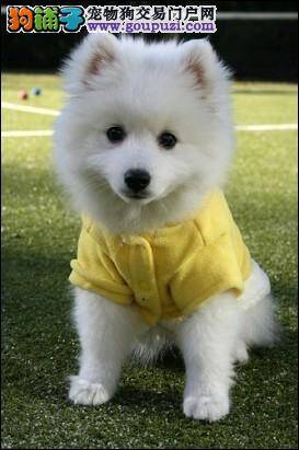 我家银狐犬最近总乱咬家具应怎么办