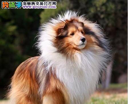 喜乐蒂犬的选购要注意“星期狗”的存在