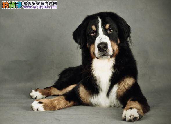 伯恩山犬习性及独特气质