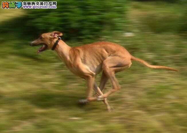 详细的说一说格力犬的特点是怎样的