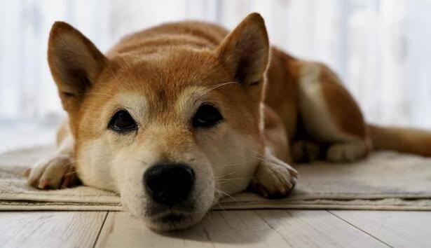 选购秋田犬的时候，一定要重点关注它的这些身体特征