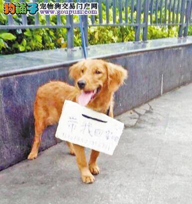 泰安城七月起集中整治不文明养犬活动