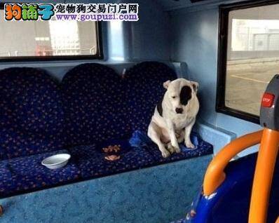 狗狗在公车上遭弃养 忧伤蜷缩后座不肯离去