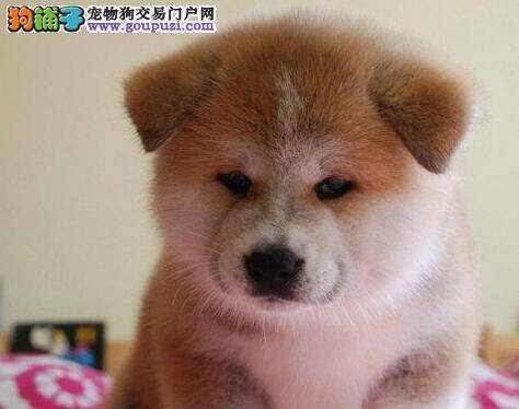 这几天秋田犬毛发有点打结怎么办