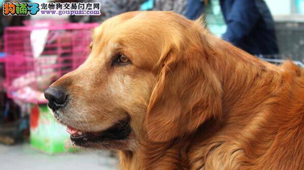 医学一本通 金毛犬患上脓皮病应如何医治