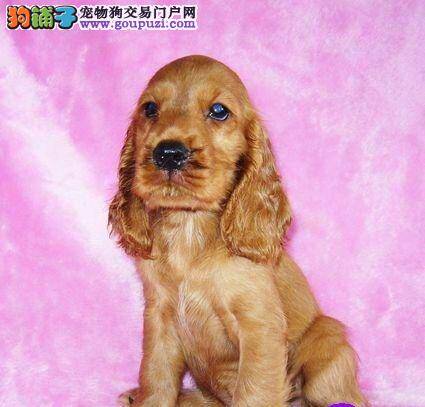 步入成年期的可卡犬应该怎样饲养