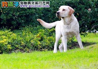 体态和眼神特点 选购拉布拉多犬的两个重要部位