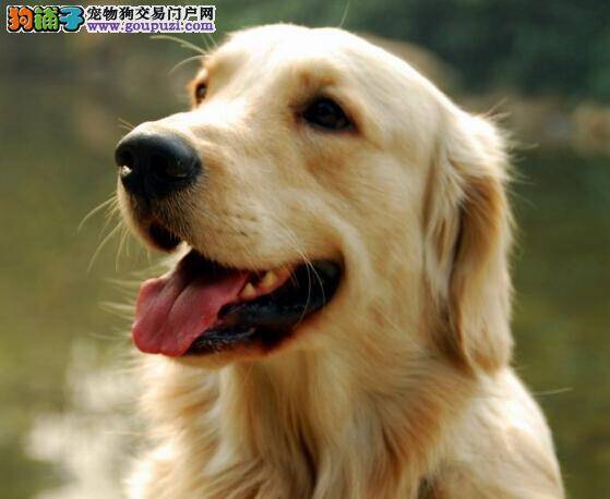 训练金毛犬养成文明如厕的习惯需要什么方法