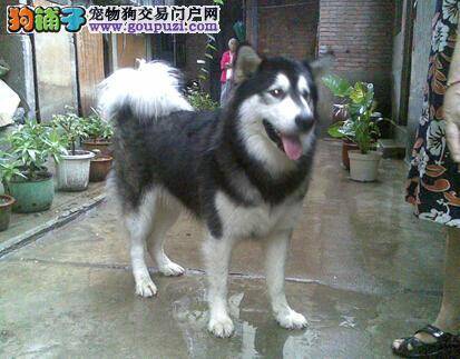 护理用品大比拼 阿拉斯加犬的眼耳最适合用哪些物品