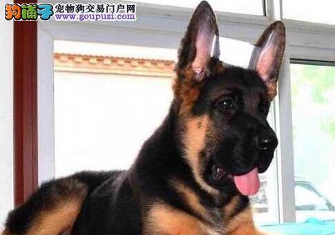 德国牧羊犬怎么样是最健康的 如何看出来