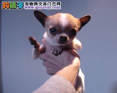 谨记纠正吉娃娃改掉坏习惯的常见方法