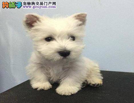 西高地最近不喜欢吃狗粮，只吃肉什么毛病