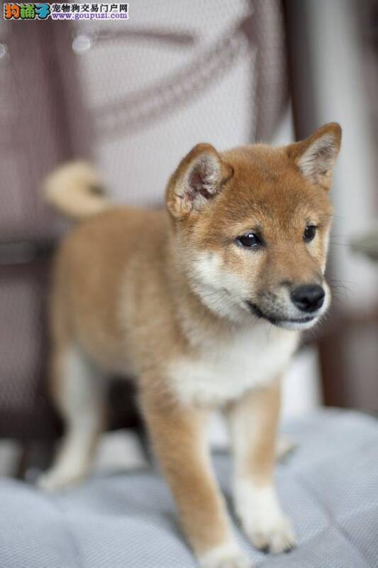 各位有什么方法训练柴犬学会上厕所