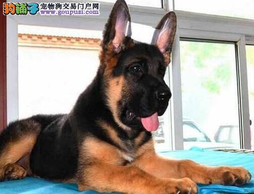 怎么帮德国牧羊犬去除严重的口臭