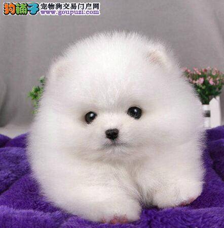 六个月的博美犬突然开始掉毛这是正常的吗