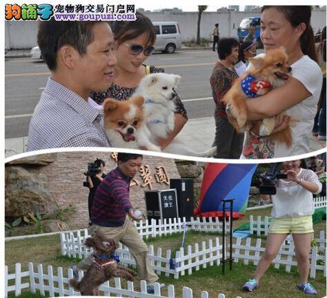 首届萌犬冲关大比拼总决赛在镇江中冶·玉翠园举行