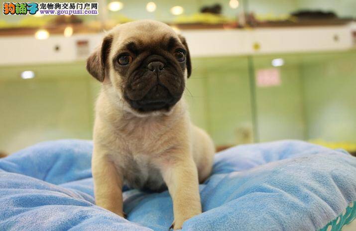 巴哥犬吐黄沫子还不拉便便是怎么了
