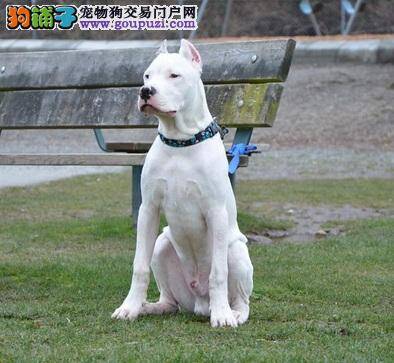 了解杜高犬的性格特点，对主人谦虚友好